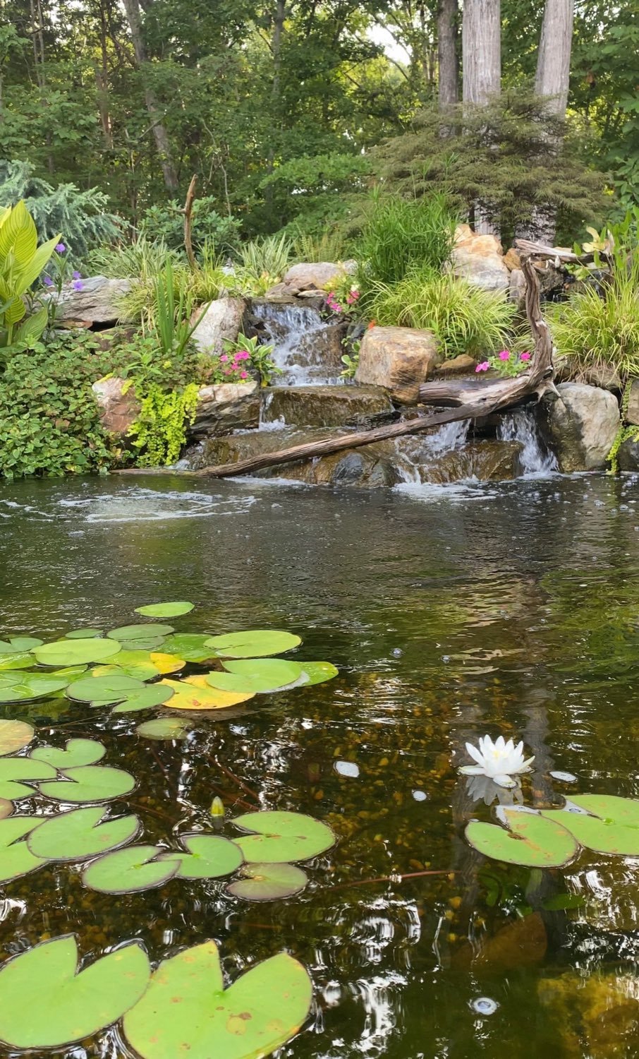 Ecosystem pond with water lilies, lily pads, and a natural waterfall surrounded by aquatic plants