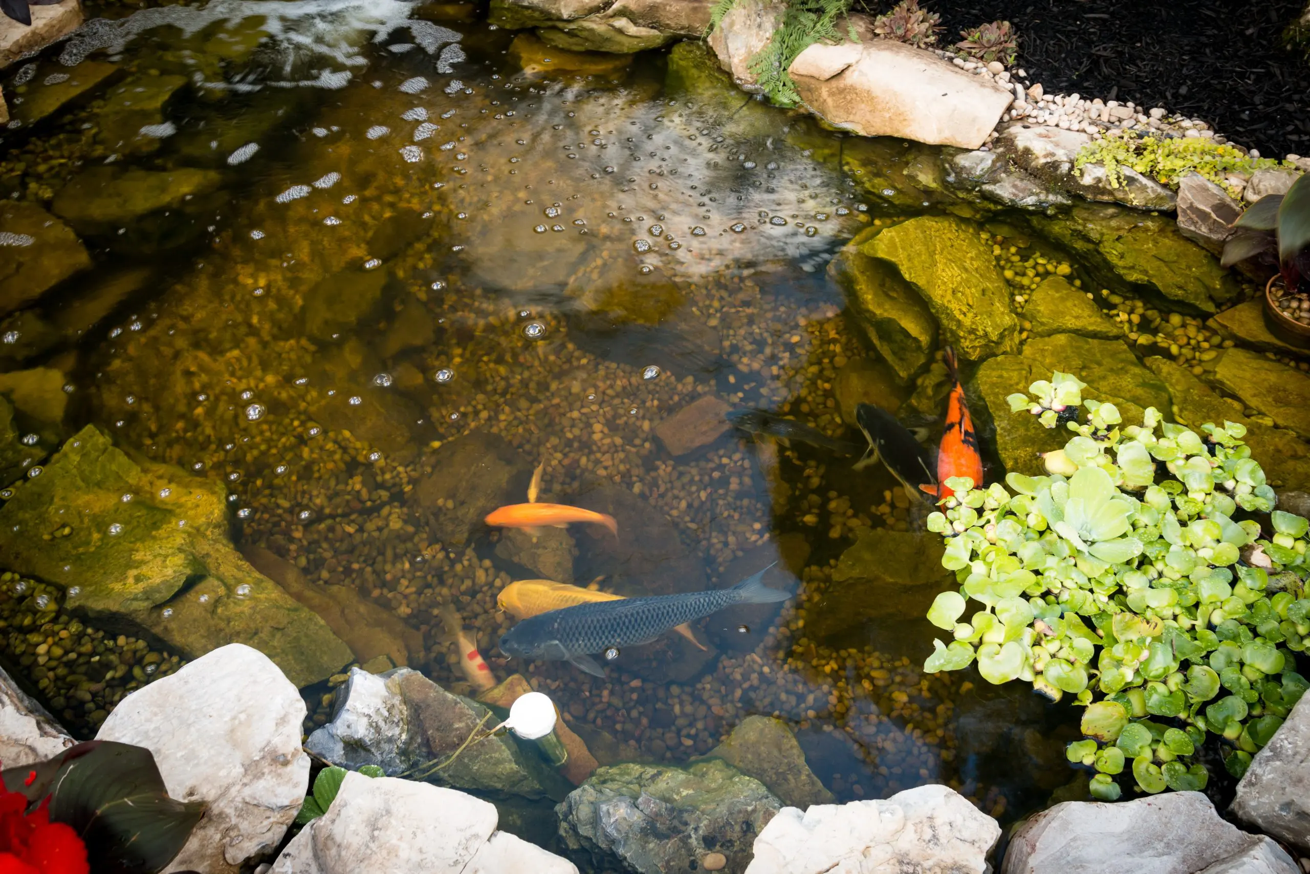 Pond with clear water and rocks