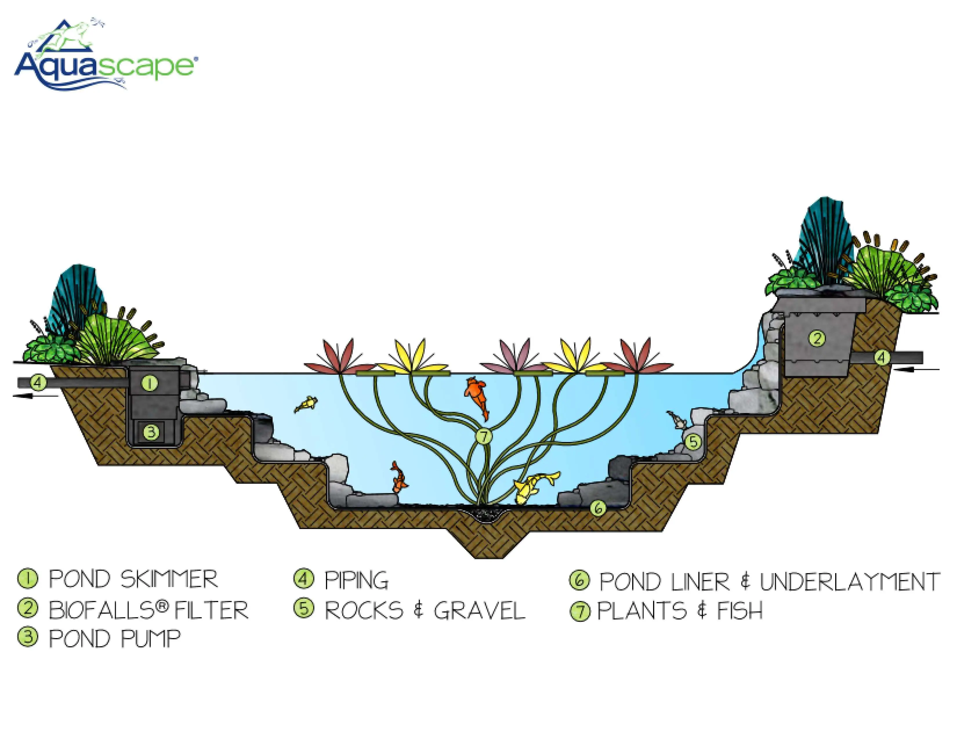 Ecosystem pond diagram